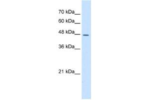 WB Suggested Anti-DDOST Antibody Titration:  5. (DDOST 抗体  (N-Term))