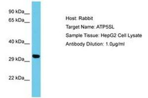 Image no. 1 for anti-ATP5S-Like (ATP5SL) (AA 38-87) antibody (ABIN6750621) (ATP5SL 抗体  (AA 38-87))