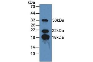 Detection of MBP in Mouse Brain Tissue using Polyclonal Antibody to Myelin Basic Protein (MBP) (MBP 抗体  (AA 135-190))
