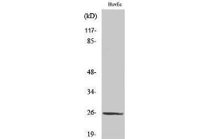 Western Blotting (WB) image for anti-Tumor Necrosis Factor (Ligand) Superfamily, Member 9 (TNFSF9) (Internal Region) antibody (ABIN3183734) (TNFSF9 抗体  (Internal Region))