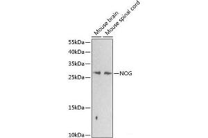 Western blot analysis of extracts of various cell lines using NOG Polyclonal Antibody at dilution of 1:1000. (NOG 抗体)