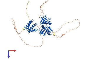 PYHIN1 Protein (AA 1-492) (His tag)