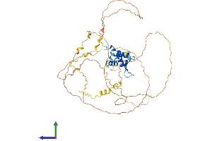 AlphaFold protein structure predicition of Mouse Recombinant Foxo4 Protein, UniprotID Q9WVH3 (FOXO4 Protein (AA 1-505) (His tag))