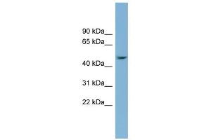 SERPINB1 antibody used at 1 ug/ml to detect target protein. (SERPINB1 抗体)