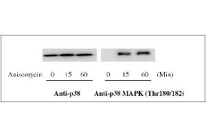 MAPK14 ELISA 试剂盒