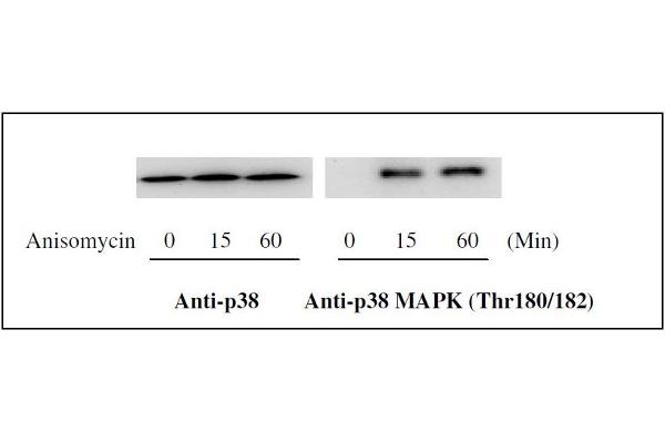 MAPK14 ELISA 试剂盒