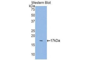 Western Blotting (WB) image for anti-Retinol Binding Protein 7, Cellular (RBP7) (AA 1-134) antibody (ABIN1860419) (RBP7 抗体  (AA 1-134))