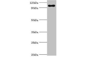 Western blot All lanes: TGS1 antibody at 10 μg/mL + Mouse skeletal muscle tissue Secondary Goat polyclonal to rabbit IgG at 1/10000 dilution Predicted band size: 97 kDa Observed band size: 97 kDa (TGS1 抗体  (AA 714-853))