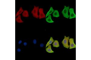 anti-GCN1 General Control of Amino-Acid Synthesis 1-Like 1 (Yeast) (GCN1L1) antibody