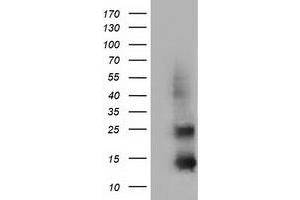 Western Blotting (WB) image for anti-Follicle Stimulating Hormone, beta Polypeptide (FSHB) antibody (ABIN1498317) (FSHB 抗体)