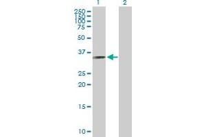 Western Blot analysis of RYBP expression in transfected 293T cell line by RYBP MaxPab polyclonal antibody. (RYBP 抗体  (AA 1-228))