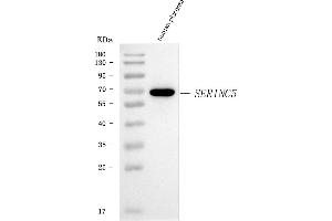 Western blot analysis of SERINC5 using anti-SERINC5 antibody (ABIN7602218). (SERINC5 抗体  (AA 64-394))