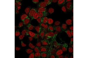 Confocal Immunofluorescence of HepG2 cells stained with Prohibitin Mouse Monoclonal Antibody (PHB/3194) labeled with CF488 (Green); Reddot is used to label the nuclei. (Prohibitin 抗体  (AA 167-261))