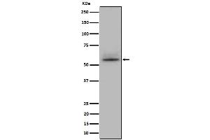 Western blot analysis of CD147 expression in Jurkat cell lysate.
