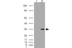 293 overexpressing MGLL and probed with MGLL polyclonal antibody  (mock transfection in first lane), tested by Origene. (MGLL 抗体)
