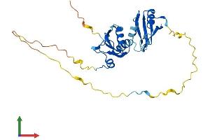 AlphaFold protein structure predicition of Mouse Recombinant Snrpa Protein, UniprotID Q62189 (SNRPA1 Protein (AA 1-287) (His tag))