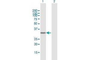 Western Blot analysis of AZU1 expression in transfected 293T cell line by AZU1 MaxPab polyclonal antibody. (Azurocidin 抗体  (AA 1-251))