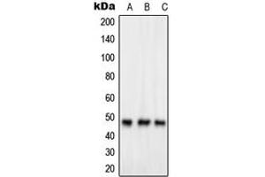 Western blot analysis of GPR83 expression in HeLa (A), Jurkat (B), HuvEc (C) whole cell lysates. (GPR83 抗体  (C-Term))