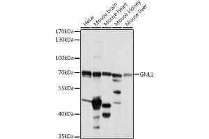 Western blot analysis of extracts of various cell lines, using GNL1 antibody (ABIN7267543) at 1:1000 dilution. (GNL1 抗体  (AA 1-180))