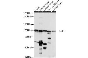 Western blot analysis of extracts of various cell lines, using GNL1 antibody (ABIN7267543) at 1:1000 dilution. (GNL1 抗体  (AA 1-180))