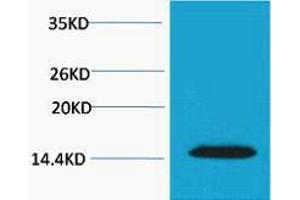 Western Blotting (WB) image for anti-H2A Histone Family, Member X (H2AFX) (pThr120) antibody (ABIN3178836) (H2AFX 抗体  (pThr120))