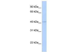 WB Suggested Anti-DPF3 Antibody Titration:  0. (DPF3 抗体  (Middle Region))