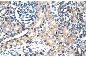Rabbit Anti-STAT1 Antibody  Paraffin Embedded Tissue: Human Kidney Cellular Data: Epithelial cells of renal tubule Antibody Concentration: 4.