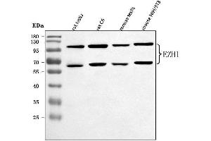 Western blot analysis of EZH1 using anti-EZH1 antibody (ABIN7601019). (EZH1 抗体  (AA 27-485))