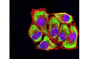 Immunofluorescence analysis of Hela cells using LRP3 mouse mAb (green). (LRP3 抗体  (AA 43-184))