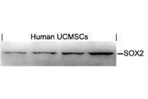 Western blot analysis of extracts from human Umbilical cord mesenchymal stem cell using SOX2. (SOX2 抗体  (AA 76-80))