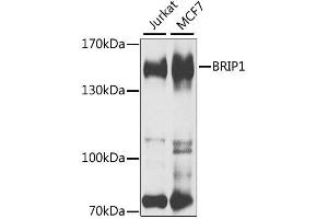 Western blot analysis of extracts of various cell lines, using BRIP1 antibody. (BRIP1 抗体  (AA 1-260))