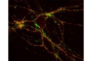 Indirect immunostaining of hippocampus neurons with anti-GABA-A receptor α1 (dilution 1 : 500; red) and mouse anti-synaptotagmin 1 (, dilution 1 : 500; green).