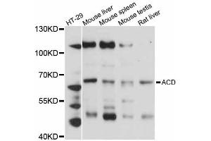 Western blot analysis of extracts of various cell lines, using ACD antibody (ABIN5997183) at 1:3000 dilution. (ACD 抗体)
