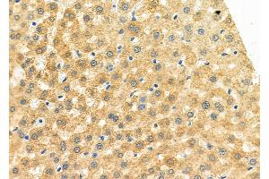 ABIN6264455 and ABIN6273151 at 1/100 staining Rat liver tissue by IHC-P. (Peroxiredoxin 5 抗体  (C-Term))