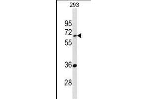 EDC3 Antibody (Center) (ABIN1881280 and ABIN2839105) western blot analysis in 293 cell line lysates (35 μg/lane).