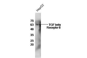 HepG2 cell lysates probed with Rabbit Anti-TGF beta R2 Polyclonal Antibody, Unconjugated  at 1:500 for 90 min at 37˚C. (TGFBR2 抗体  (AA 241-330))