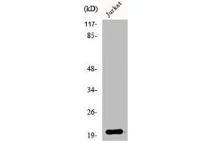 Western Blot analysis of Jurkat cells using AK6 Polyclonal Antibody (TAF9 抗体  (N-Term))
