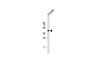 Anti-NI Antibody (N-term) at 1:1000 dilution + human brain lysate Lysates/proteins at 20 μg per lane. (NIPAL4 抗体  (N-Term))