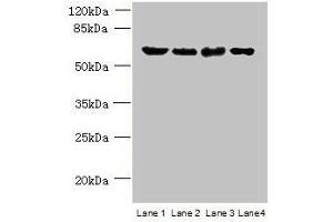 Western blot All lanes: POLR3C antibody at 2 μg/mL Lane 1: 293T whole cell lysate Lane 2: Hela whole cell lysate Lane 3: Mouse brain tissue Lane 4: THP-1 whole cell lysate Secondary Goat polyclonal to rabbit IgG at 1/10000 dilution Predicted band size: 61 kDa Observed band size: 61 kDa