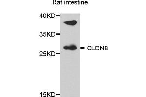Western blot analysis of extract of various cells, using CLDN8 antibody. (CLDN8 抗体)