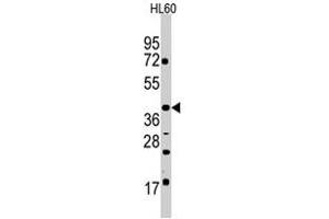 Western blot analysis of POU5F1 polyclonal antibody  in HL-60 cell line lysates (35 ug/lane). (OCT4 抗体  (Glu125))