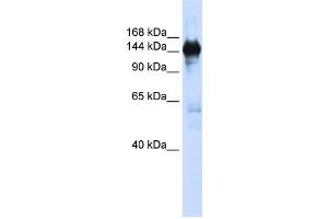 Western Blotting (WB) image for anti-Phosphoribosylformylglycinamidine Synthase (PFAS) antibody (ABIN2458991) (PFAS 抗体)
