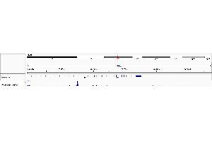 ChIP DNA-Sequencing (ChIP-seq) image for anti-Interferon Regulatory Factor 8 (IRF8) (AA 200-250) antibody (ABIN7453313)