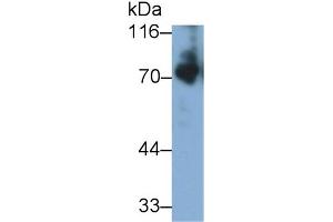 Detection of KNG1 in Mouse Serum using Polyclonal Antibody to Kininogen 1 (KNG1) (KNG1 抗体  (AA 22-379))