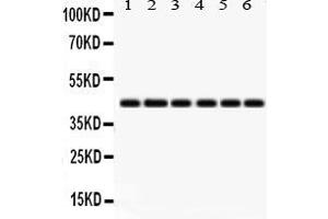 Anti- IDO1 Picoband antibody, Western blottingAll lanes: Anti IDO1  at 0. (IDO1 抗体  (N-Term))