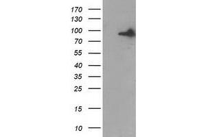 Western Blotting (WB) image for anti-Gephyrin (GPHN) antibody (ABIN1498428) (Gephyrin 抗体)
