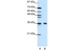 WB Suggested Anti-FBL Antibody Titration:  1. (Fibrillarin 抗体  (N-Term))