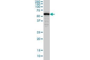 SMAD4 monoclonal antibody (M02), clone 3E2 Western Blot analysis of SMAD4 expression in Hela S3 NE . (SMAD4 抗体  (AA 1-552))
