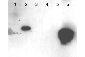 Image no. 1 for anti-High Mobility Group Nucleosome Binding Domain 1 (HMGN1) (AA 19-28), (pSer20), (pSer24) antibody (ABIN401321)