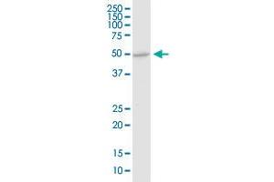 Western Blotting (WB) image for anti-Dolichyl-diphosphooligosaccharide--Protein Glycosyltransferase (DDOST) (AA 328-427) antibody (ABIN514934)